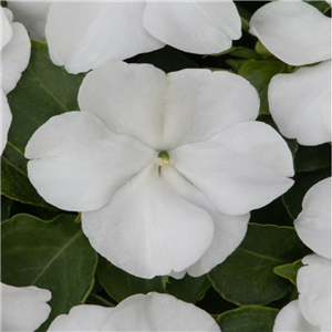 Impatiens Beacon White