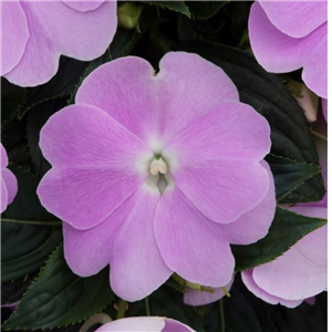 Impatiens Clockwork Lavend New Guinea Busy Lizzie