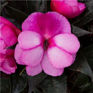 Impatiens Clockwork Bicolor New Guinea Busy Lizzie