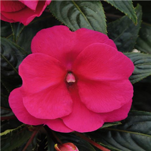 Impatiens Clockwork Purple New Guinea Busy Lizzie