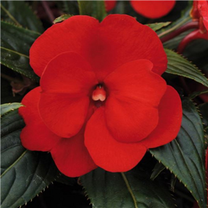 Impatiens Clockwork Red New Guinea Busy Lizzie