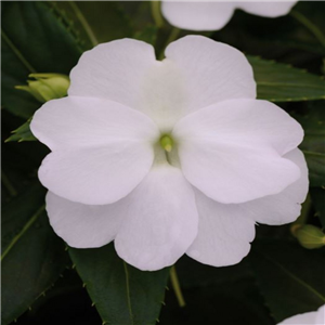 Impatiens Clockwork White New Guinea Busy Lizzie