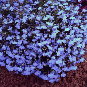 Lobelia Cambridge Blue (Bush)