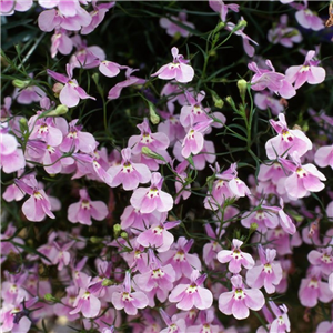 Lobelia Trailing Fountain Lilac