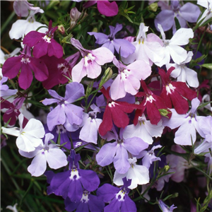 Lobelia Trailing Fountain Mix