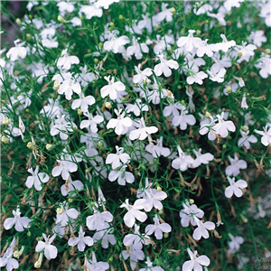 Lobelia White Fountain (Traiing)