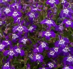 Lobelia Trailing Infinity Deep Blue Eye