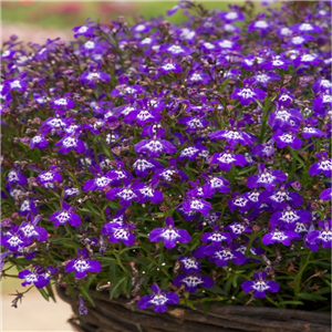 Lobelia Trailing Infinity Deep Blue Eye