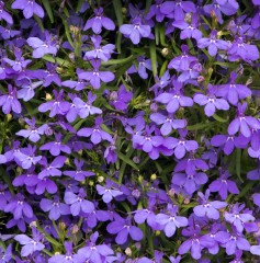 Lobelia Trailing Infinity Blue