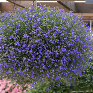 Lobelia Trailing Infinity Blue