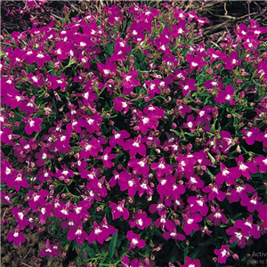 Lobelia Rosamund (Bush) approx 5 per strip