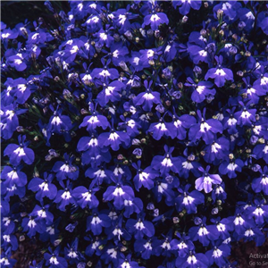 Lobelia Sapphire (Trailing) approx. 8 per strip