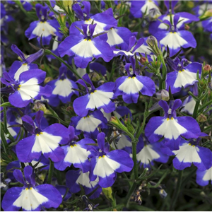 Lobelia Trailing Waterfall Blue Ice