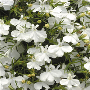 Lobelia White Lady (Bush)