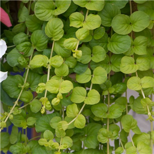 Lysimachia nummularia Aurea