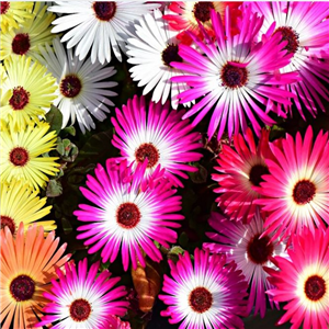 Mesembryanthemum Livingstone Daisy Approx. 8 per strip