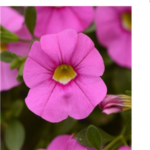 Million Bells - Calibrachoa Cabaret Light Pink