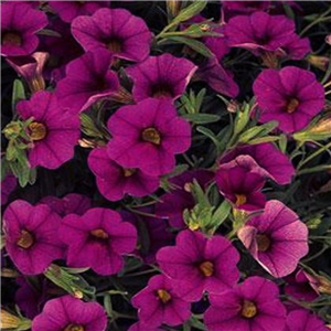 Million Bells - Calibrachoa Cherry Rose