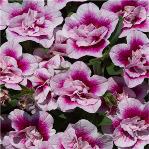 Million Bells - Calibrachoa Can-can Double Pinktastic