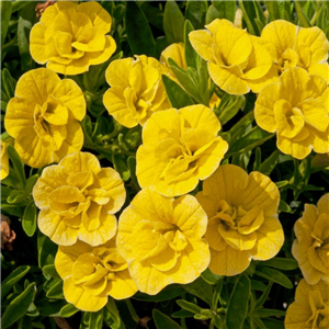 Million Bells - Calibrachoa Can Can Double Lemon