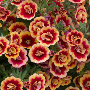 Million Bells - Calibrachoa Can Can Double Orangetastic