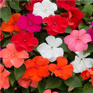 Impatiens Beacon Select Mixed