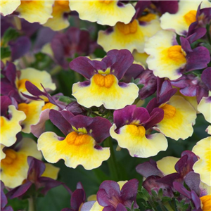 Nemesia Rhubarb and Custard