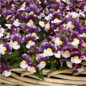 Nemesia Berries and Cream