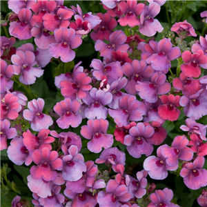 Nemesia Framboise