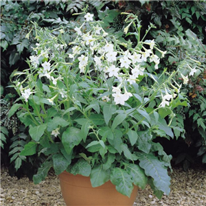 Nicotiana affinis