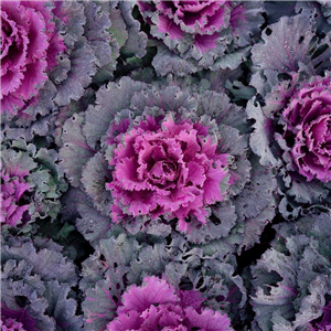 Ornamental cabbage Pink