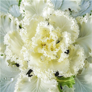 Ornamental cabbage frilly white