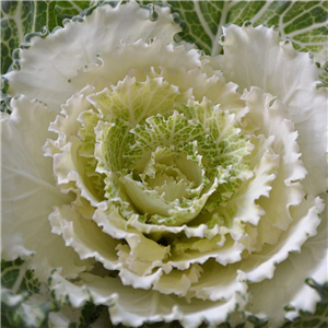 Ornamental cabbage White