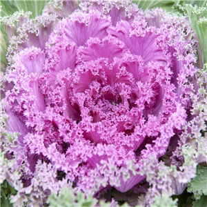 Ornamental cabbage frilly pink