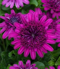 Osteospermum 3D Purple