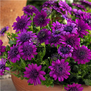 Osteospermum 3D Purple