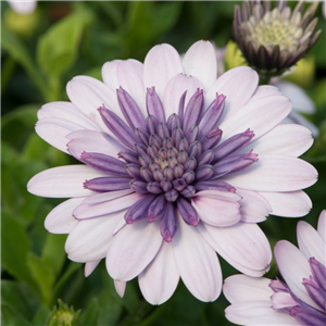 Osteospermum 3D Violet Ice