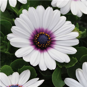 Osteospermum Akila White Purple Eye