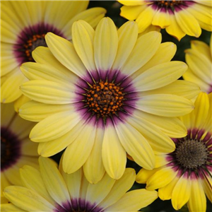 Osteospermum Serenity Blue Eyed Beauty