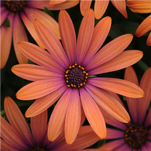 Osteospermum Serenity Bronze