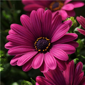 Osteospermum Dark Purple