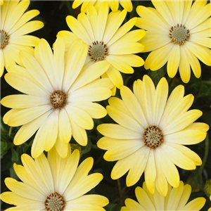 Osteospermum Lemonade