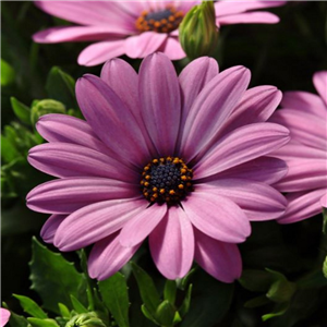 Osteospermum Pink