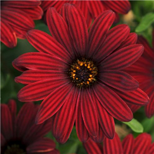 Osteospermum Serenity Red