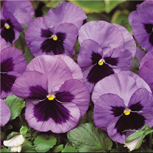 Pansy Ocean