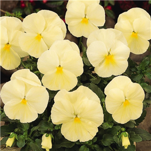 Pansy Primrose