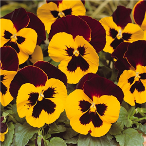 Pansy Red Wing