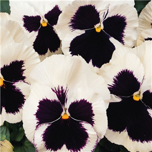 Pansy White Blotch