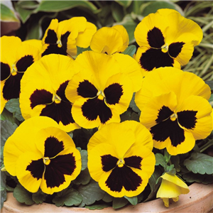 Pansy Yellow Blotch