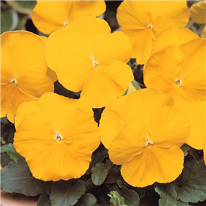 Pansy Yellow